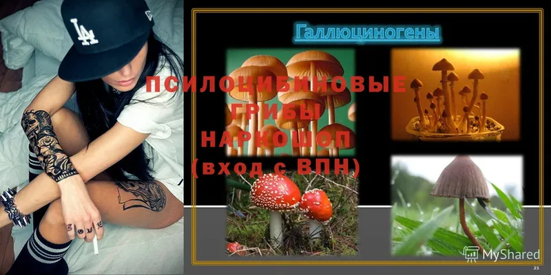 Галлюциногенные грибы Cubensis Кадников